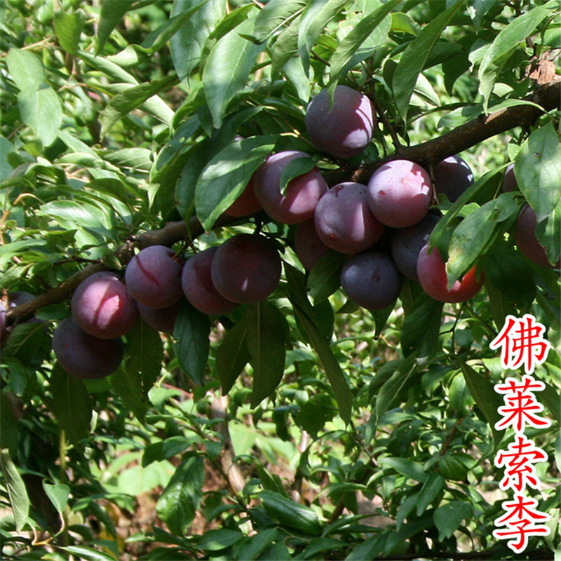 佛来索李子苗红布林李子树苗红李苗浙江新山苗场