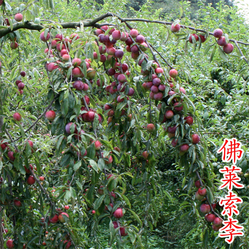 佛来索李子苗红布林李子树苗红李苗浙江新山苗场