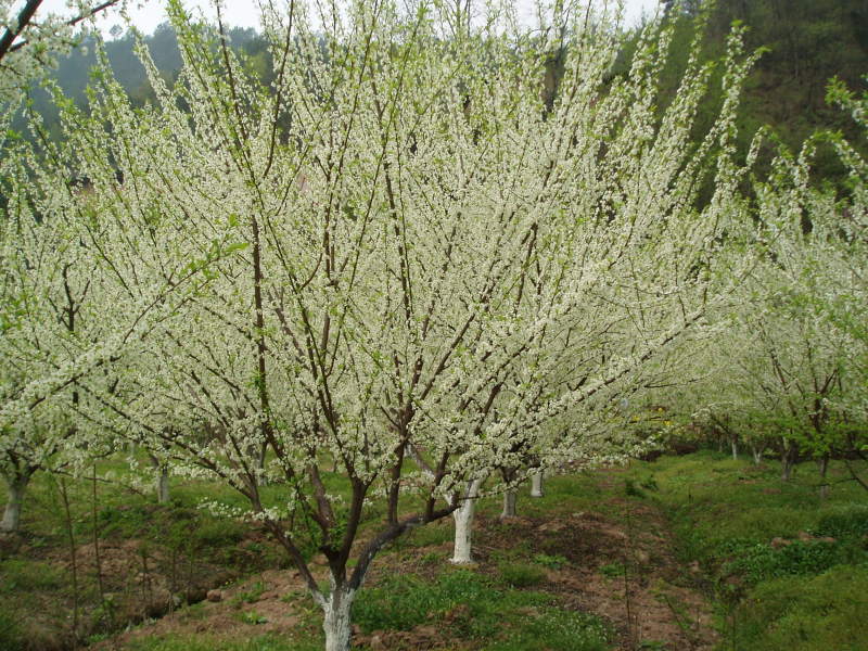 佛来索李子苗红布林李子树苗红李苗浙江新山苗场