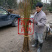 佛来索李子苗红布林李子树苗红李苗浙江新山苗场