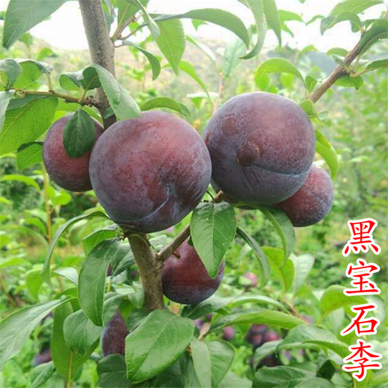 黑宝石李子苗黑李子树苗黑布林李子苗黑布朗李子苗