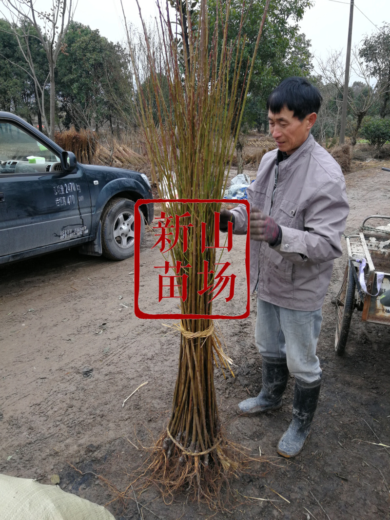 川岛久田李树苗日本红布林李子树苗嫁接李子苗新山苗场