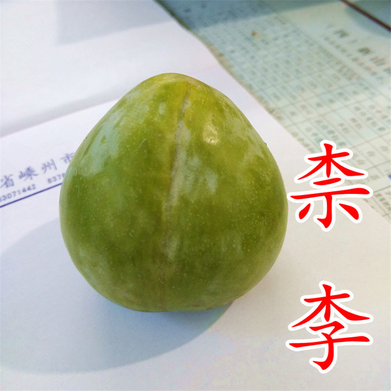 黄金奈李苗黄金奈李子苗奈李树苗油奈青奈黄金李苗