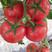 西红柿苗，进口品种，高抗病，大果型，四叶一心，厂家常年直供包