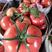 西红柿苗，进口品种，高抗病，大果型，四叶一心，厂家常年直供包