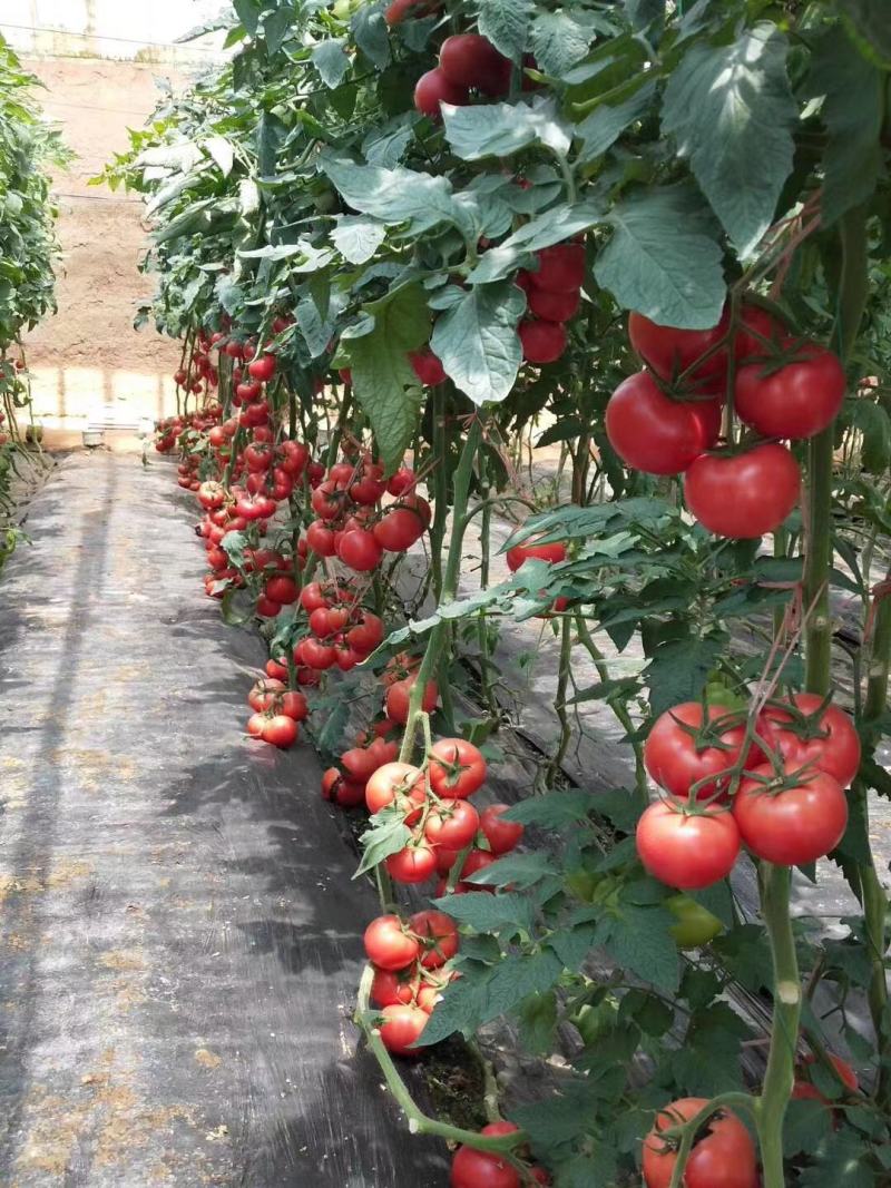 西红柿苗，进口品种，高抗病，大果型，四叶一心，厂家常年直供包
