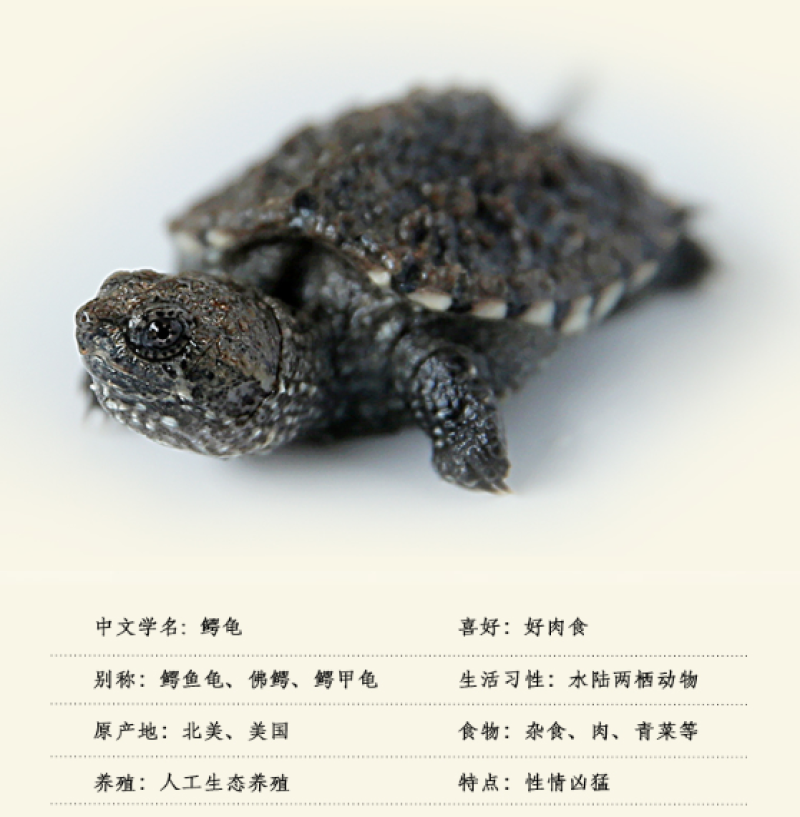 杂佛鳄龟小乌龟活体小鳄龟鳄鱼龟爆刺大鳄龟宠物龟活物水龟观赏龟