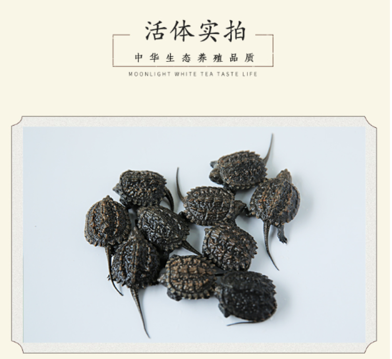 杂佛鳄龟小乌龟活体小鳄龟鳄鱼龟爆刺大鳄龟宠物龟活物水龟观赏龟