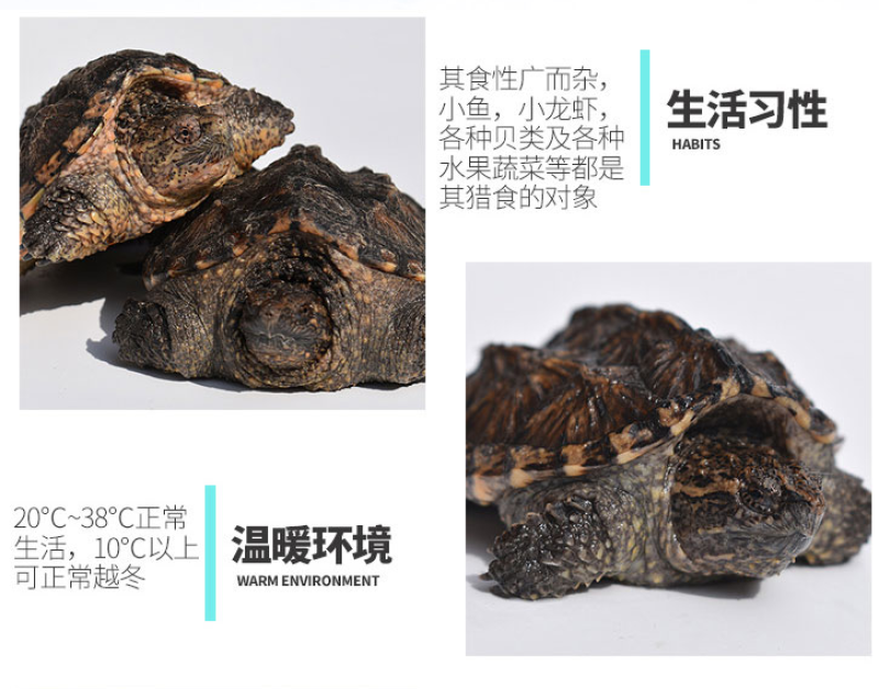 杂佛鳄龟小乌龟活体小鳄龟鳄鱼龟爆刺大鳄龟宠物龟活物水龟观赏龟