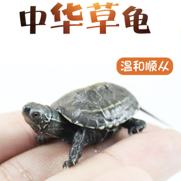 小乌龟活体外塘长寿龟宠物水龟金线龟活物龟墨龟草龟苗