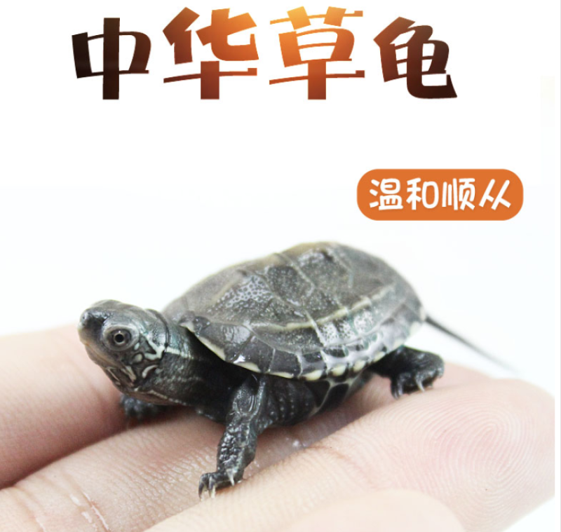 小乌龟活体外塘长寿龟宠物水龟金线龟活物龟墨龟草龟苗