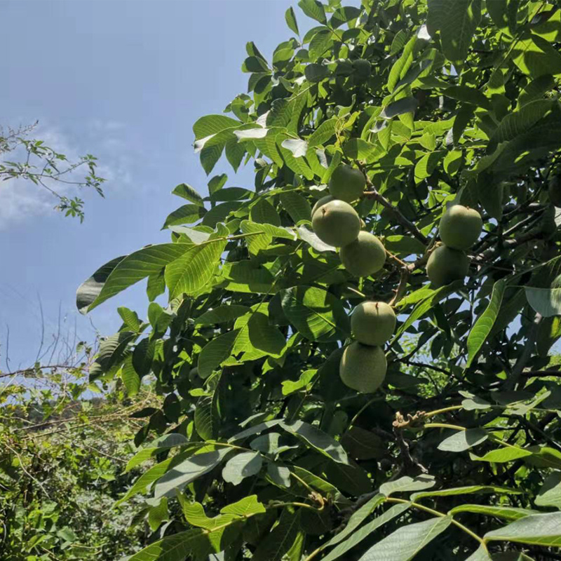 云南去青皮新鲜湿核桃电商一件代发