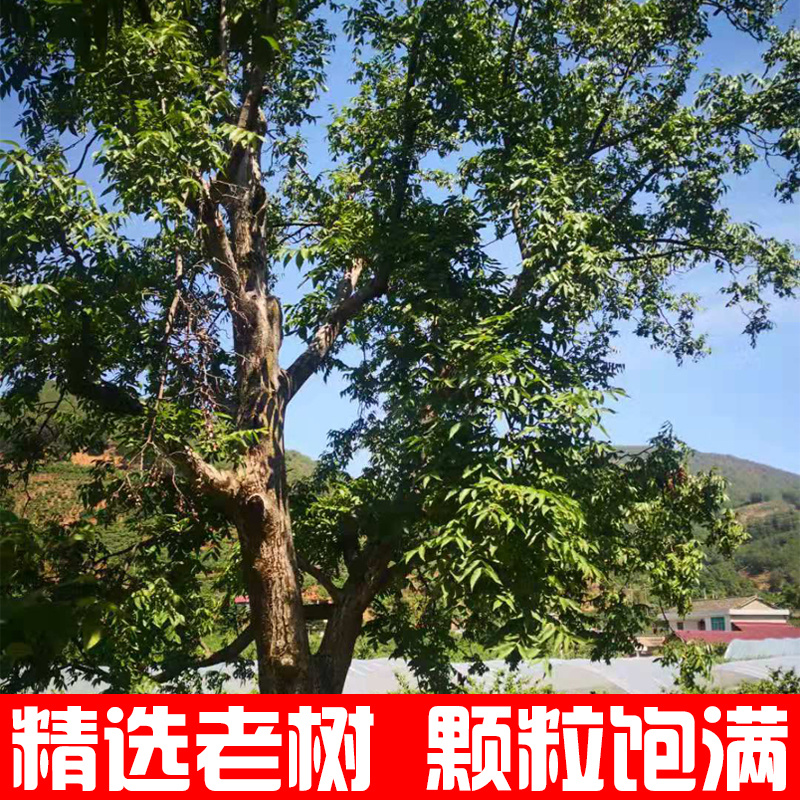 云南去青皮新鲜湿核桃电商一件代发