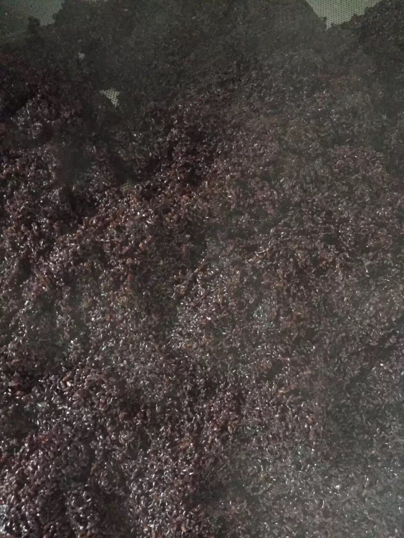 酒厂批发广东米酒河源黄酒泡药专用白酒系列