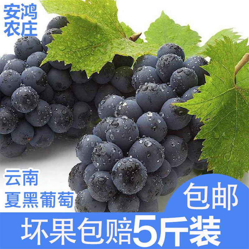 云南新鲜夏黑葡萄无籽黑提孕妇水果5斤峰阳光玫瑰