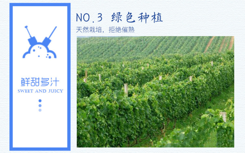 云南新鲜夏黑葡萄无籽黑提孕妇水果5斤峰阳光玫瑰