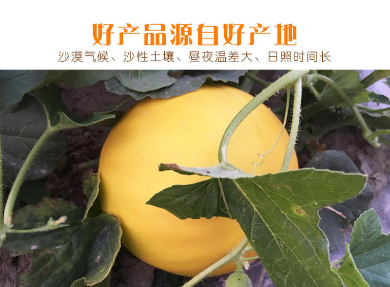 【现货10斤】民勤金红宝黄金蜜瓜沙漠特产哈密瓜应季鲜水果