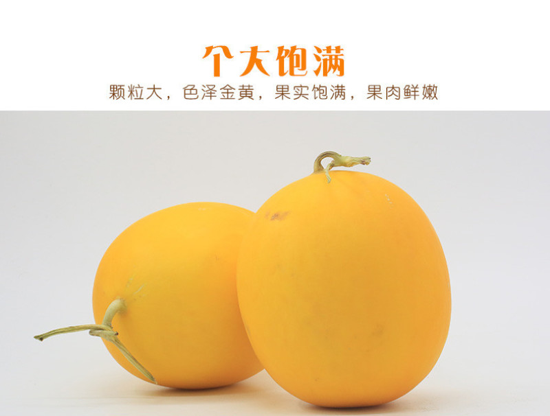 【现货10斤】民勤金红宝黄金蜜瓜沙漠特产哈密瓜应季鲜水果