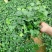 常春藤盆栽绿植花叶长青藤吊兰植物室内阳台庭院盆栽除甲醛