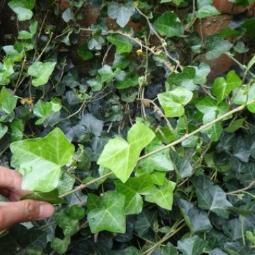常春藤盆栽绿植花叶长青藤吊兰植物室内阳台庭院盆栽除甲醛