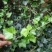 常春藤盆栽绿植花叶长青藤吊兰植物室内阳台庭院盆栽除甲醛