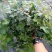 常春藤盆栽绿植花叶长青藤吊兰植物室内阳台庭院盆栽除甲醛