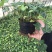 常春藤盆栽绿植花叶长青藤吊兰植物室内阳台庭院盆栽除甲醛