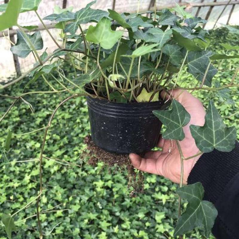 常春藤盆栽绿植花叶长青藤吊兰植物室内阳台庭院盆栽除甲醛