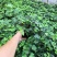 常春藤盆栽绿植花叶长青藤吊兰植物室内阳台庭院盆栽除甲醛