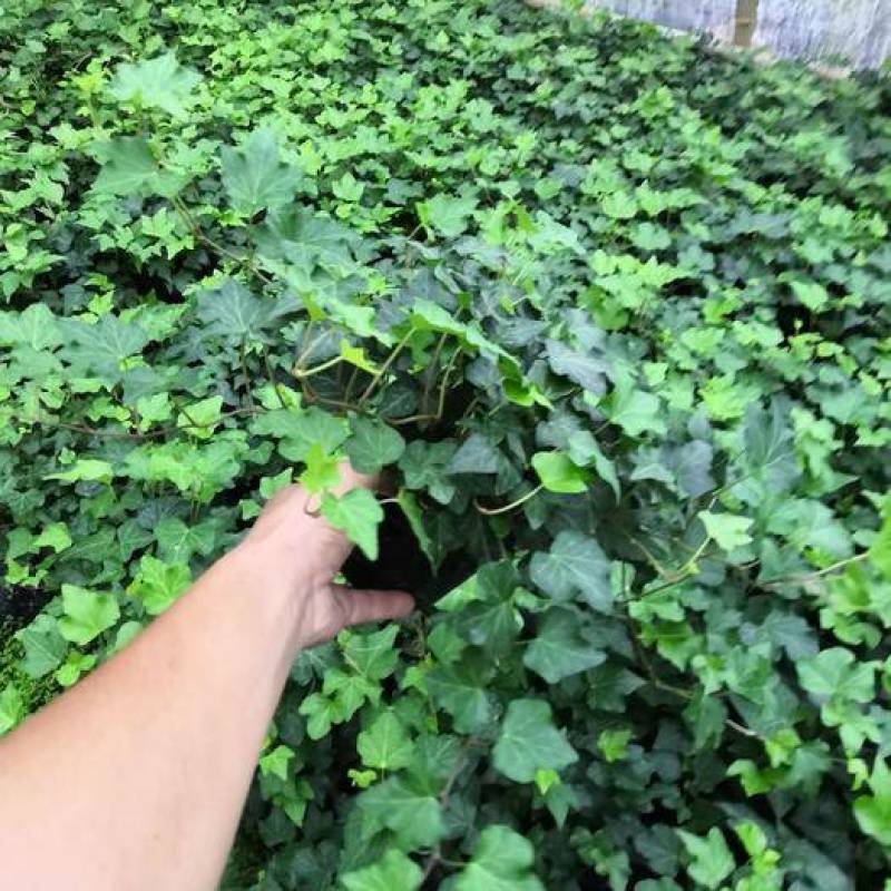 常春藤盆栽绿植花叶长青藤吊兰植物室内阳台庭院盆栽除甲醛