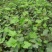 常春藤盆栽绿植花叶长青藤吊兰植物室内阳台庭院盆栽除甲醛
