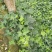 常春藤盆栽绿植花叶长青藤吊兰植物室内阳台庭院盆栽除甲醛