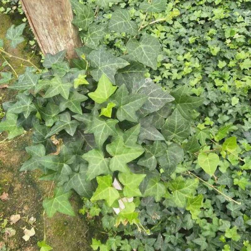 常春藤盆栽绿植花叶长青藤吊兰植物室内阳台庭院盆栽除甲醛