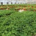 常春藤盆栽绿植花叶长青藤吊兰植物室内阳台庭院盆栽除甲醛