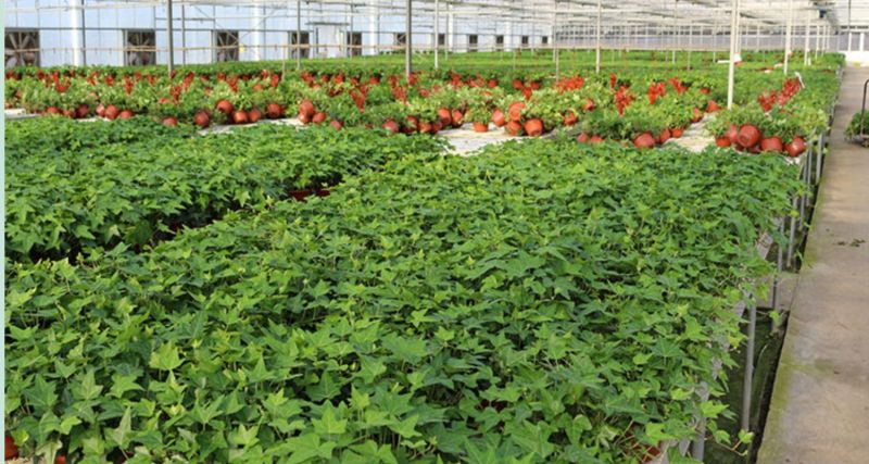 常春藤盆栽绿植花叶长青藤吊兰植物室内阳台庭院盆栽除甲醛