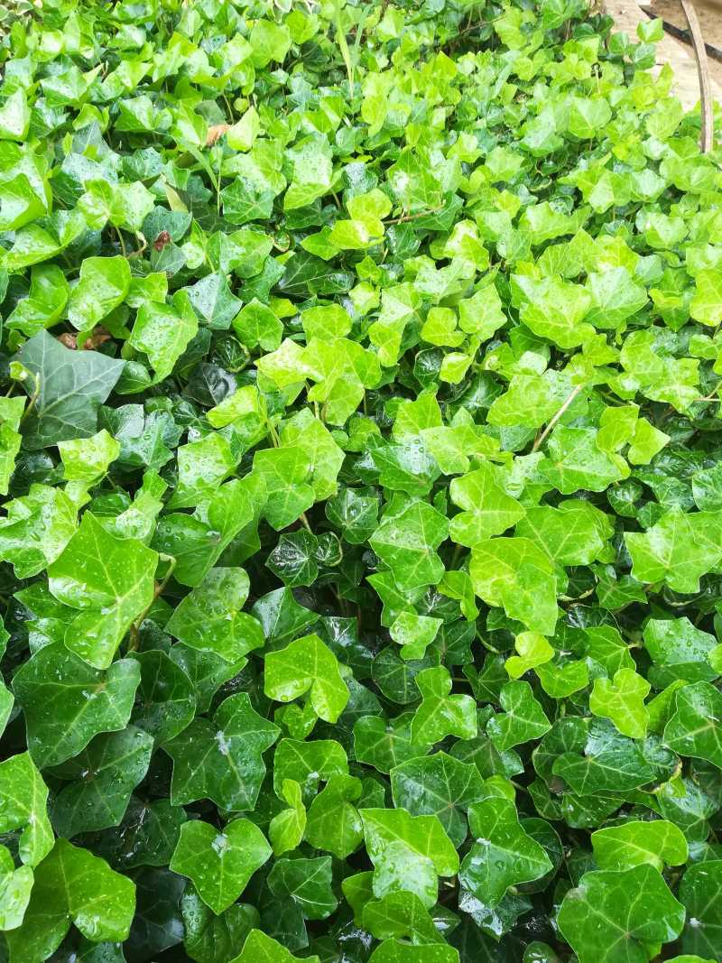 常春藤盆栽绿植花叶长青藤吊兰植物室内阳台庭院盆栽除甲醛