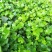 常春藤盆栽绿植花叶长青藤吊兰植物室内阳台庭院盆栽除甲醛