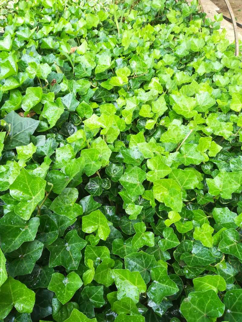 常春藤盆栽绿植花叶长青藤吊兰植物室内阳台庭院盆栽除甲醛