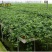 常春藤盆栽绿植花叶长青藤吊兰植物室内阳台庭院盆栽除甲醛