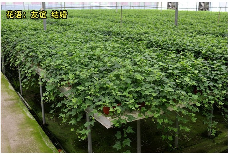 常春藤盆栽绿植花叶长青藤吊兰植物室内阳台庭院盆栽除甲醛