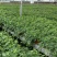 常春藤盆栽绿植花叶长青藤吊兰植物室内阳台庭院盆栽除甲醛