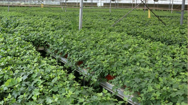 常春藤盆栽绿植花叶长青藤吊兰植物室内阳台庭院盆栽除甲醛