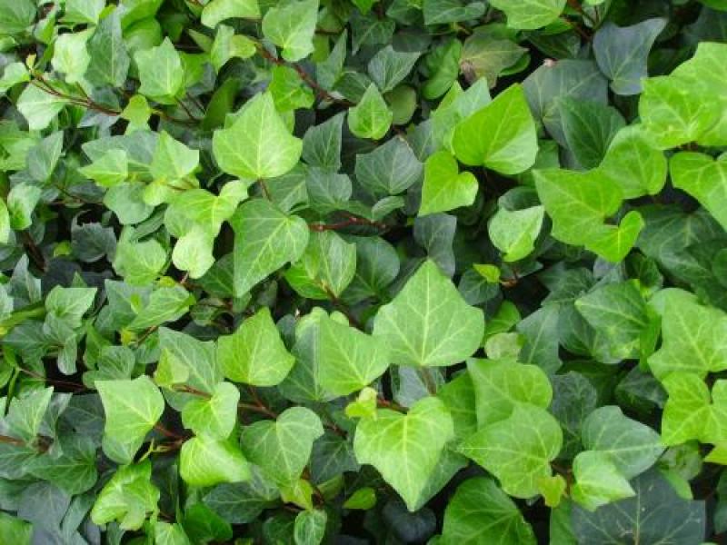 常春藤盆栽绿植花叶长青藤吊兰植物室内阳台庭院盆栽除甲醛