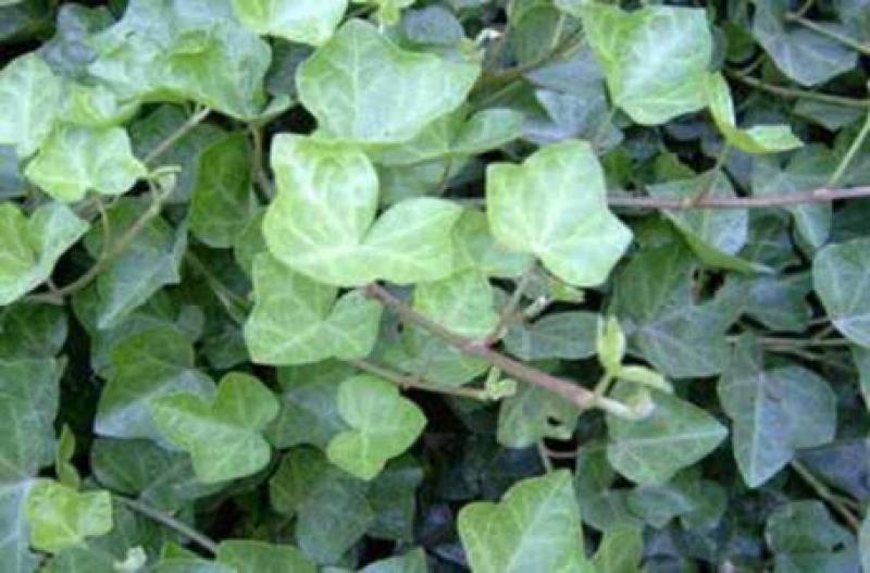 常春藤盆栽绿植花叶长青藤吊兰植物室内阳台庭院盆栽除甲醛