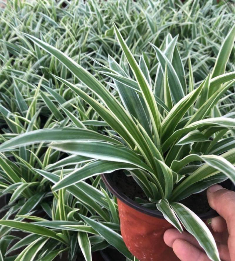 金边吊兰大盆栽室内垂吊吸甲醛净化空气悬挂绿植花卉植物好养包邮
