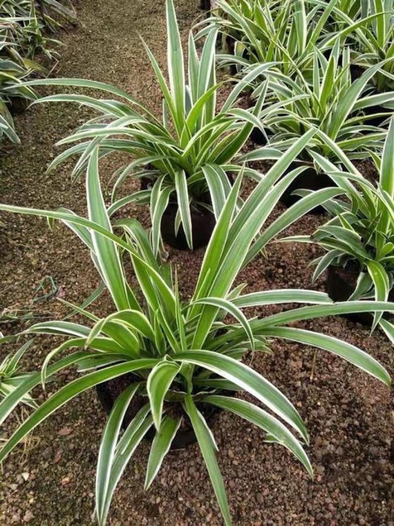 金边吊兰大盆栽室内垂吊吸甲醛净化空气悬挂绿植花卉植物好养包邮