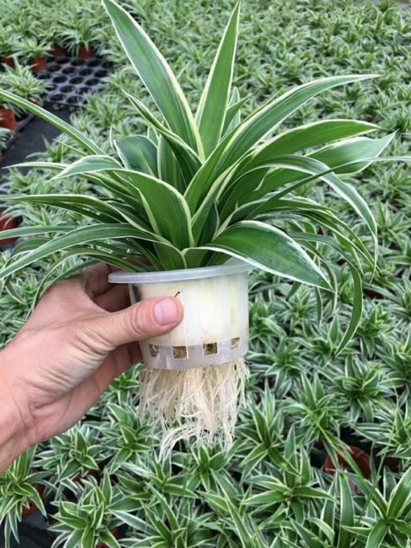 金边吊兰大盆栽室内垂吊吸甲醛净化空气悬挂绿植花卉植物好养包邮