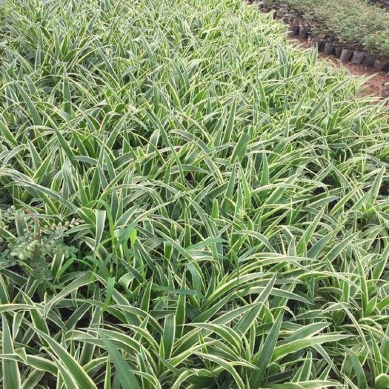 金边吊兰大盆栽室内垂吊吸甲醛净化空气悬挂绿植花卉植物好养包邮