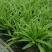 金边吊兰大盆栽室内垂吊吸甲醛净化空气悬挂绿植花卉植物好养包邮