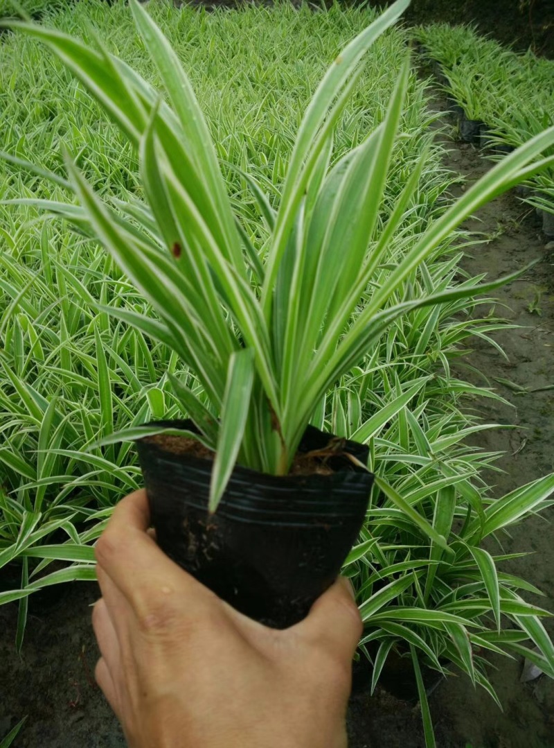金边吊兰大盆栽室内垂吊吸甲醛净化空气悬挂绿植花卉植物好养包邮